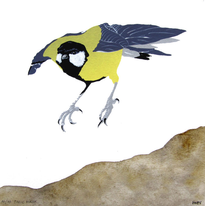 Parus Major - Montse Sánchez Vioque