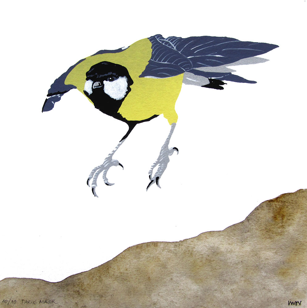 Parus Major - Montse Sánchez Vioque Parus Major - Montse Sánchez Vioque